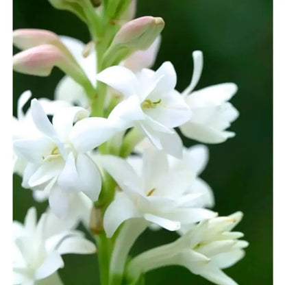 Night-Blooming Jasmine Seeds