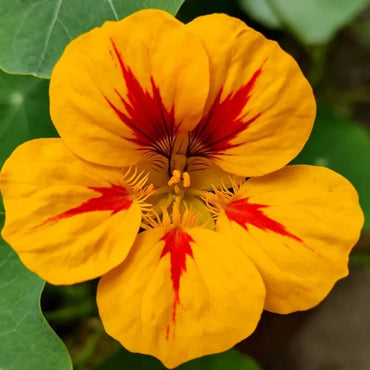 Yellow and Red Stripes Nasturtium Seeds - Verdseeds