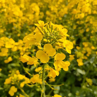 Yellow Basket - of - Gold Seeds - Verdseeds