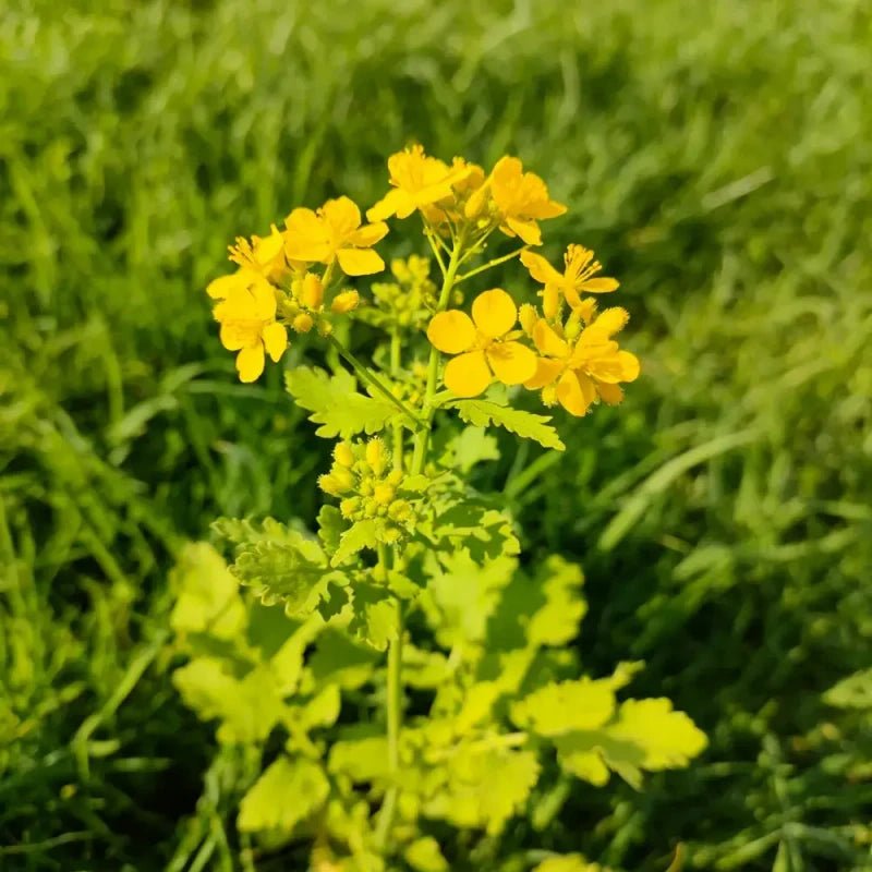 Yellow Basket - of - Gold Seeds - Verdseeds