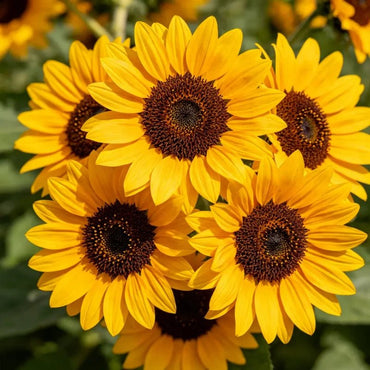 Yellow brown heart single petal multi headed Sunflower Seeds - Verdseeds