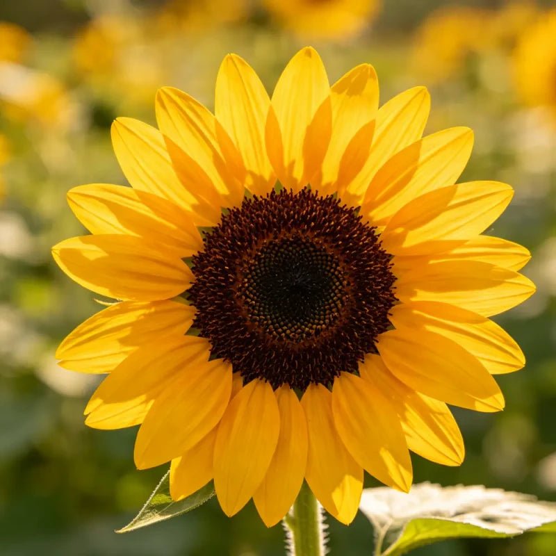 Yellow brown heart single petal single head Sunflower Seeds - Verdseeds