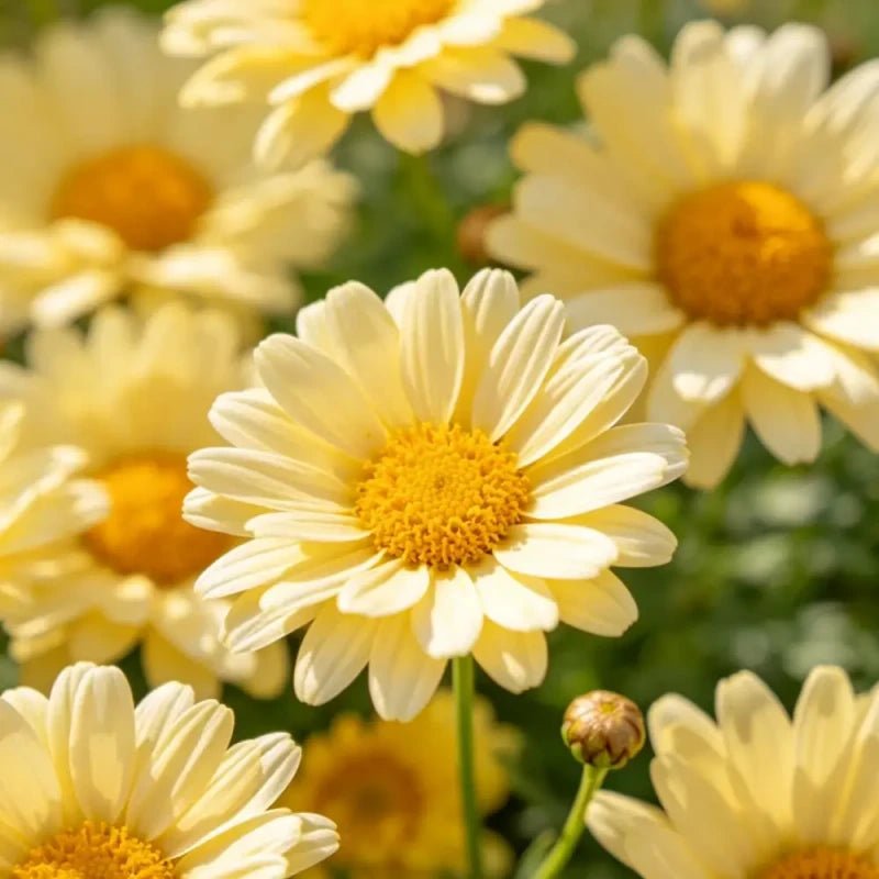 Yellow Calendula(Pot Marigold) Seeds - Verdseeds