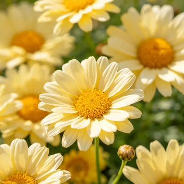 Yellow Calendula(Pot Marigold) Seeds - Verdseeds