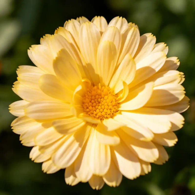 Yellow Calendula(Pot Marigold) Seeds - Verdseeds