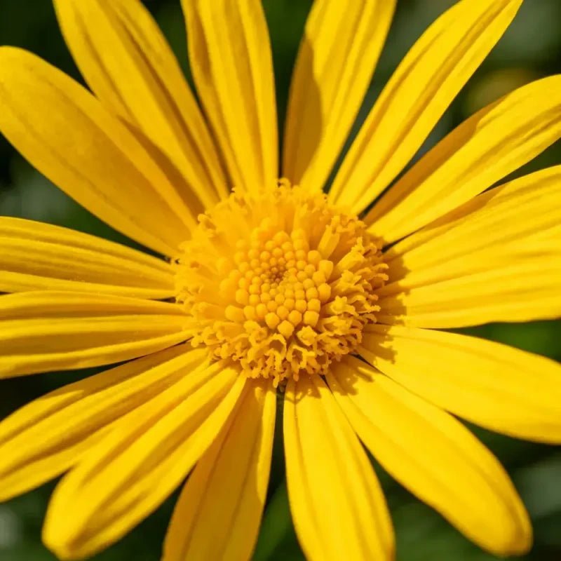Yellow Chamomile Seeds - Verdseeds