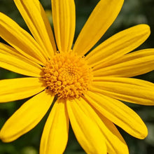 Yellow Chamomile Seeds - Verdseeds