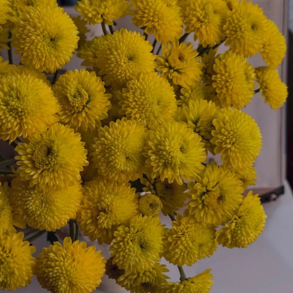 Yellow China Aster Seeds - Verdseeds