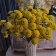 Yellow China Aster Seeds - Verdseeds