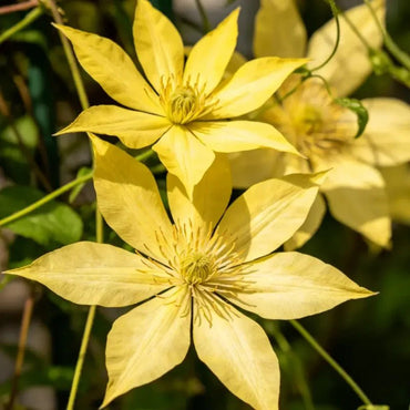Yellow Clematis Seeds - Verdseeds