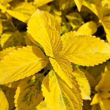 Yellow Coleus Seeds - Verdseeds