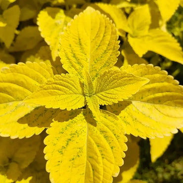 Yellow Coleus Seeds - Verdseeds