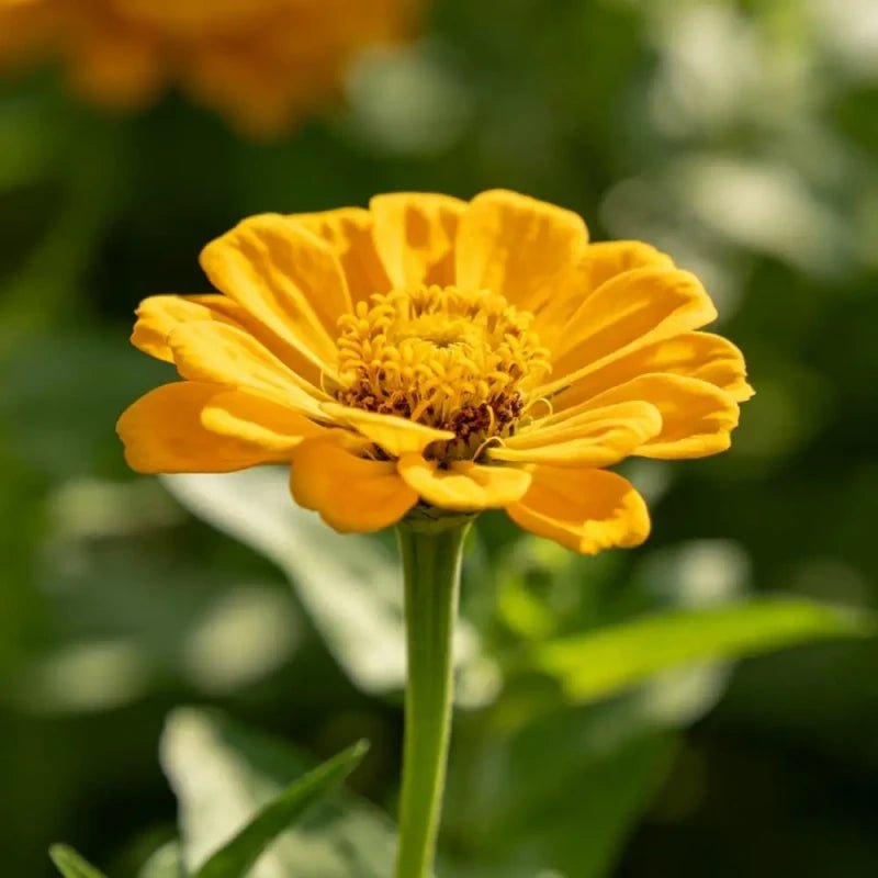 Yellow Cornflower Seeds - Verdseeds