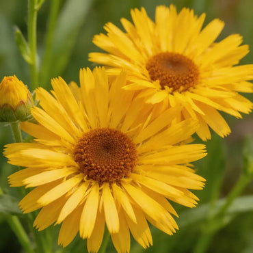 Yellow Cornflower Seeds - Verdseeds
