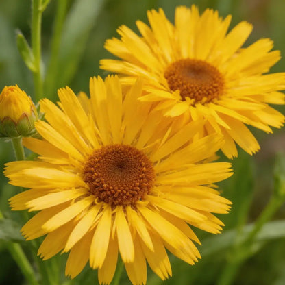 Yellow Cornflower Seeds - Verdseeds