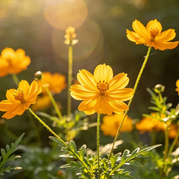 Yellow Cosmos Seeds - Verdseeds