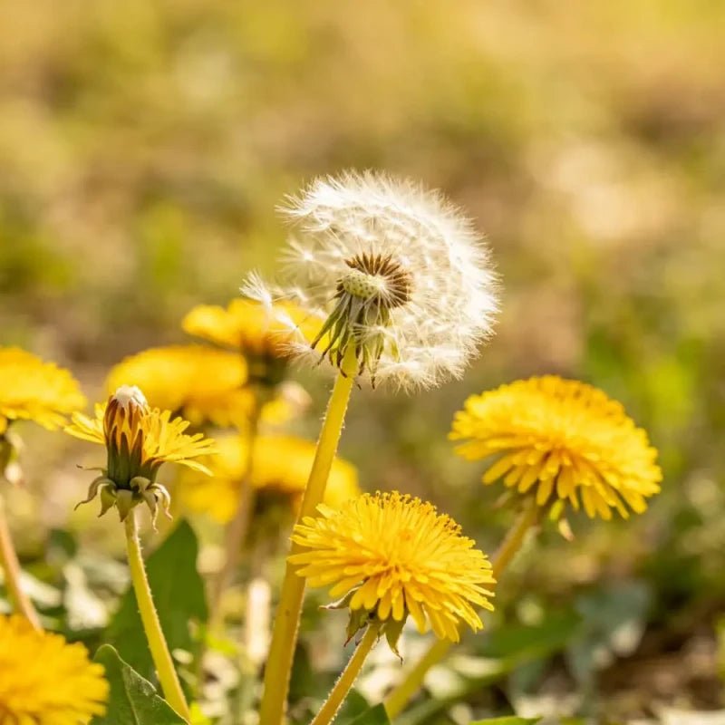 Yellow Dandelion Seeds - Verdseeds