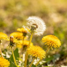 Yellow Dandelion Seeds - Verdseeds
