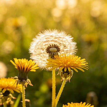 Yellow Dandelion Seeds - Verdseeds