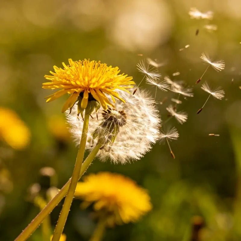 Yellow Dandelion Seeds - Verdseeds