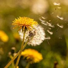 Yellow Dandelion Seeds - Verdseeds
