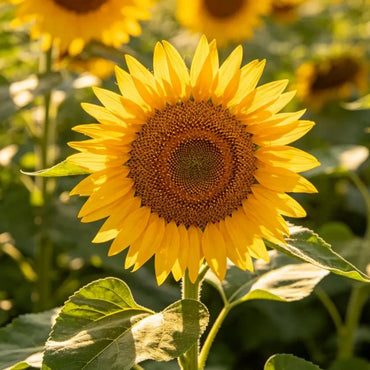 Yellow Eating Sunflower Seeds - Verdseeds