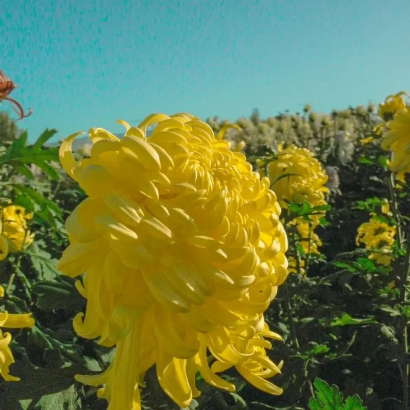 Yellow Edible Chrysanthemum Seeds - Verdseeds