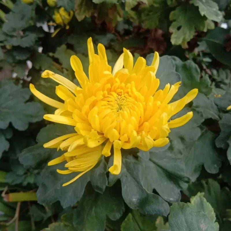 Yellow Edible Chrysanthemum Seeds - Verdseeds