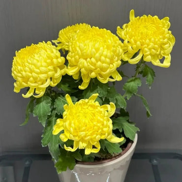 Yellow Edible Chrysanthemum Seeds - Verdseeds