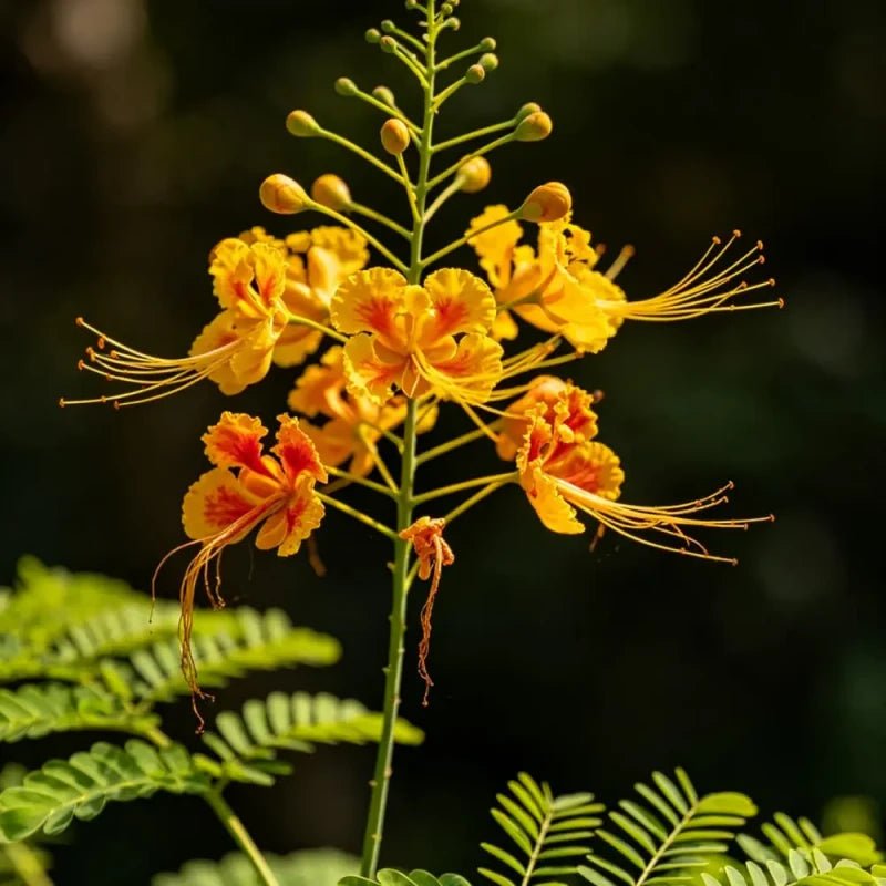 Yellow - Flowered Incarvillea Seeds - Verdseeds