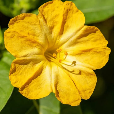 Yellow Four O'Clock Flower Seeds - Verdseeds