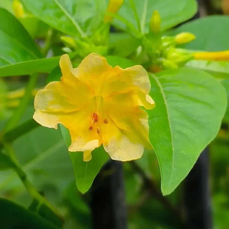Yellow Four O'Clock Flower Seeds - Verdseeds