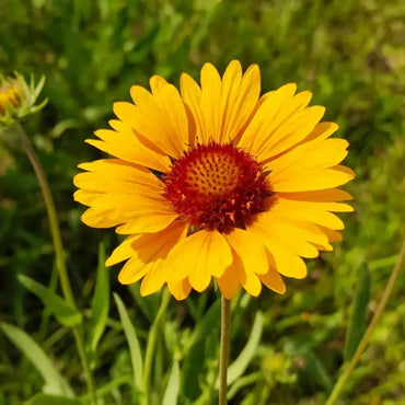Yellow Gaillardia Seeds - Verdseeds