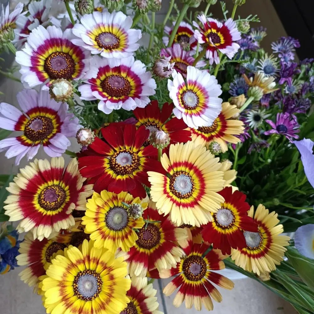 Yellow Garland Chrysanthemum Seeds - Verdseeds