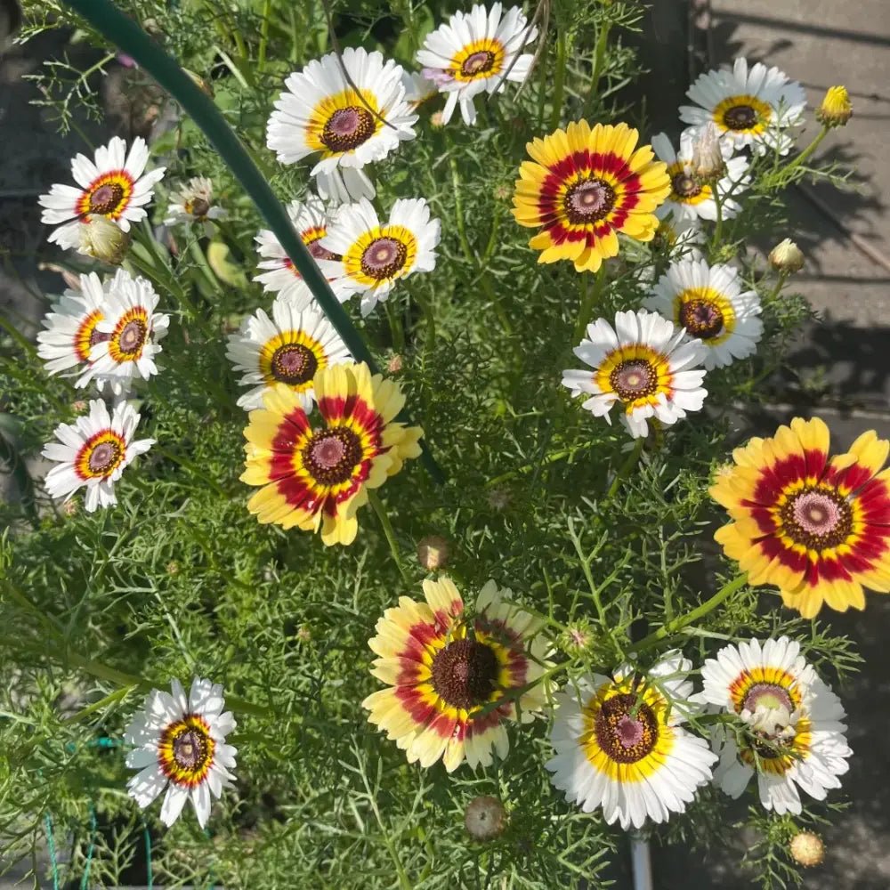 Yellow Garland Chrysanthemum Seeds - Verdseeds