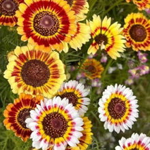 Yellow Garland Chrysanthemum Seeds - Verdseeds