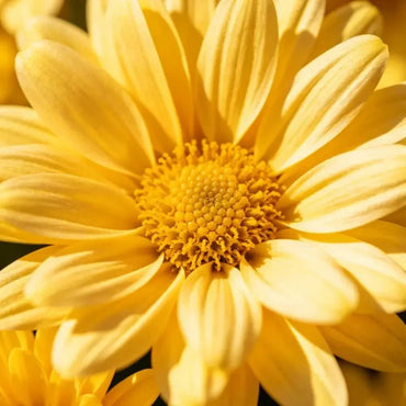 Yellow Golden Marguerite Seeds - Verdseeds