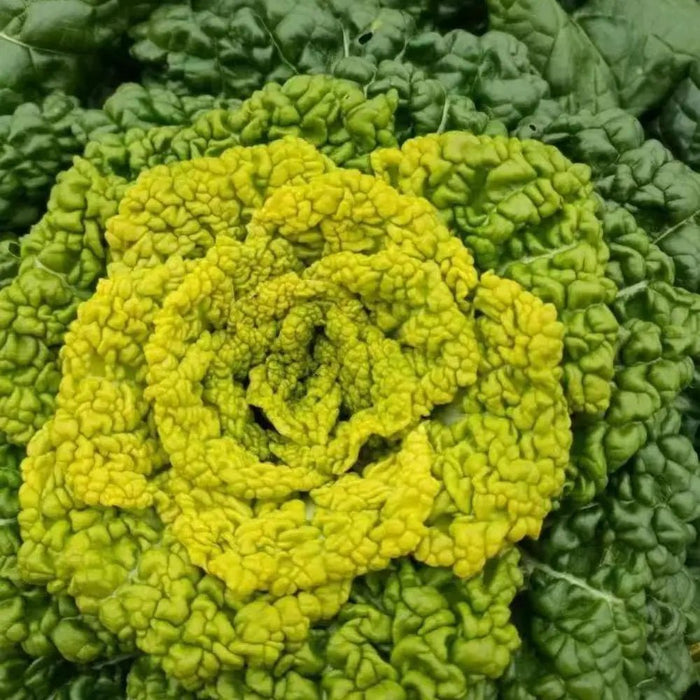 Yellow Heart Tatsoi Seeds - Verdseeds