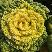 Yellow Heart Tatsoi Seeds - Verdseeds