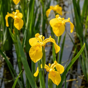 Yellow Iris Seeds - Verdseeds