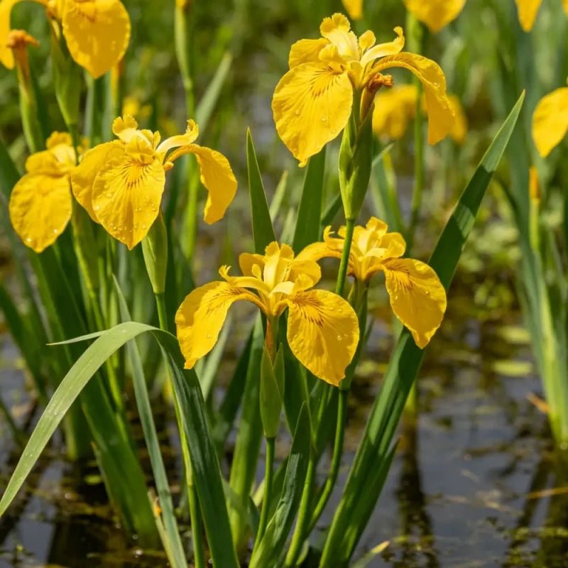 Yellow Iris Seeds - Verdseeds