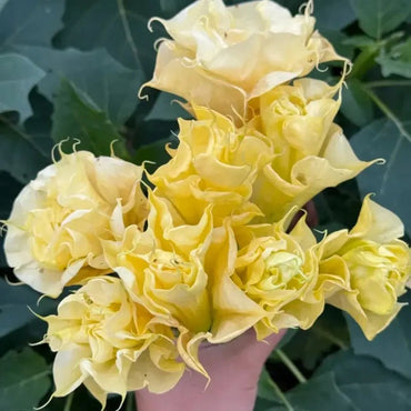 Yellow Jimsonweed Seeds - Verdseeds