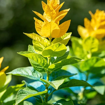 Yellow Joseph's Coat Seeds - Verdseeds