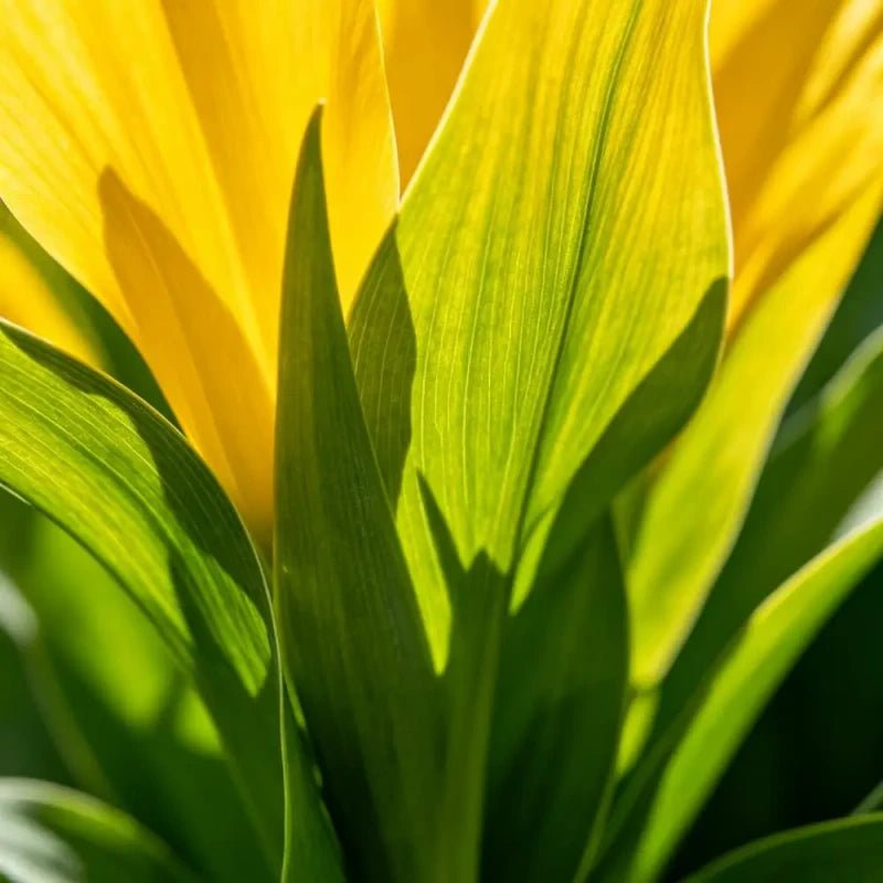 Yellow Joseph's Coat Seeds - Verdseeds