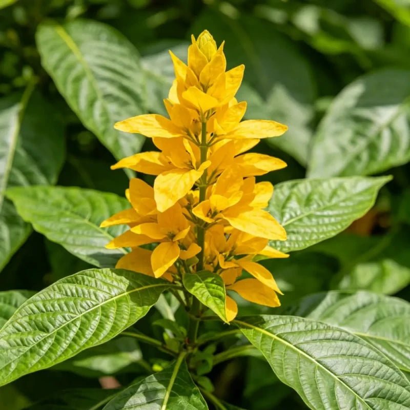 Yellow Joseph's Coat Seeds - Verdseeds