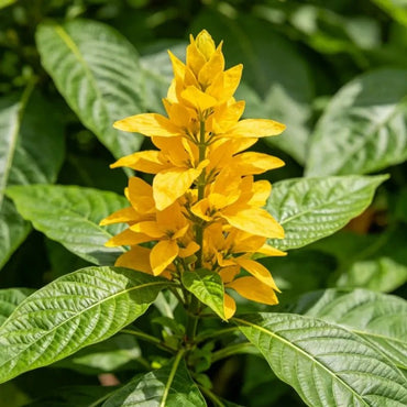 Yellow Joseph's Coat Seeds - Verdseeds