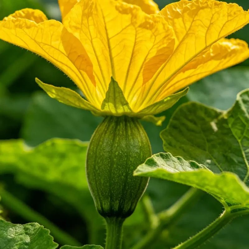 Yellow Joseph's Coat Seeds - Verdseeds