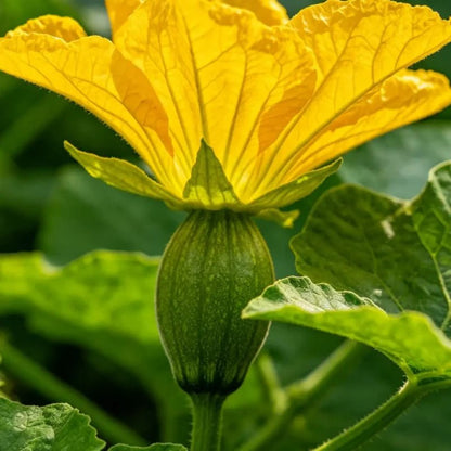 Yellow Joseph's Coat Seeds - Verdseeds