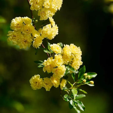 Yellow Lady Banks' Rose Seeds - Verdseeds