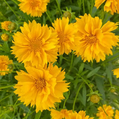 Yellow Large‑Flowered Coreopsis(Tickseed) Seeds - Verdseeds